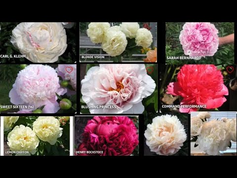 Видео: Распаковка посылки с корнями пионов от Пулков Сад. Март 2024г.