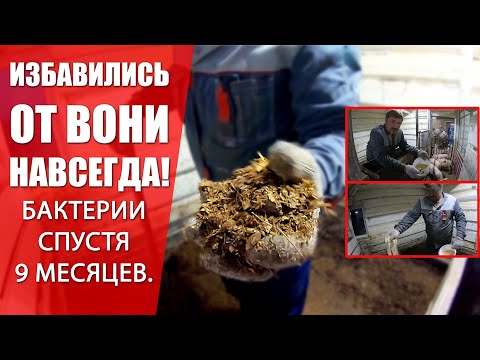 Видео: Как навсегда избавиться от запаха в Свинарнике. Бактерии для свинарника спустя 9 месяцев.