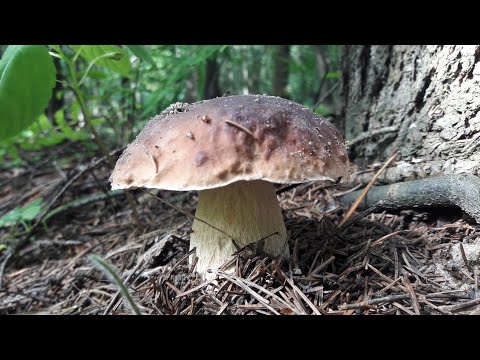 Видео: Грибы и дача. Собираем грибы возле дач!
