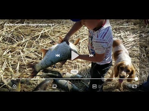 Видео: рыбалка ИЛИ  Коктал