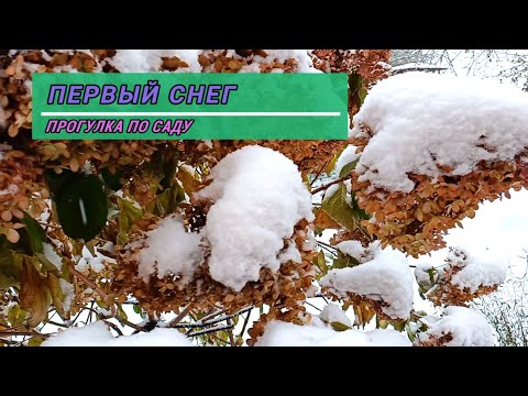 Видео: Первый снег. Красивые осенние растения. Подмосковье.