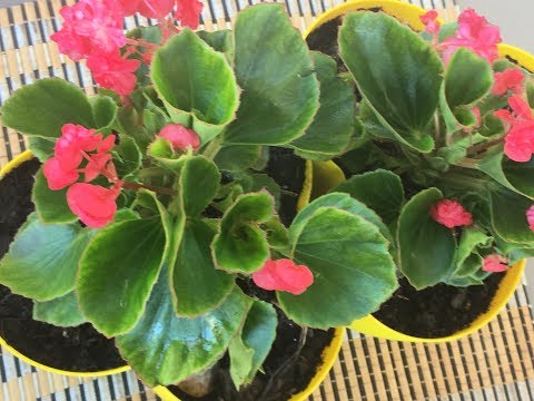 Видео: Бегония вечноцветущая . Выращивание . Болезни .