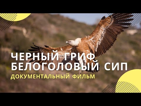 Видео: «Черный гриф. Белоголовый сип» | Документальный фильм