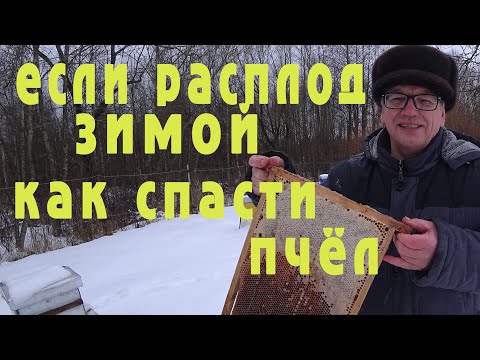 Видео: Появился расплод в середине зимы.  Как спасти пчёл.