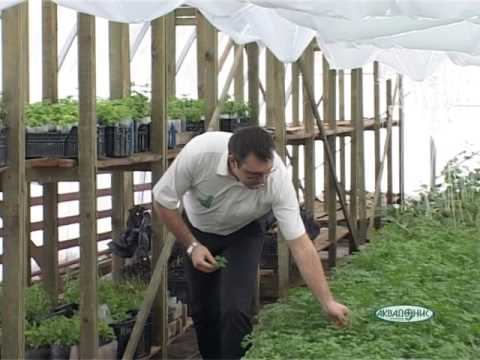 Видео: Лаборатория функциональной диагностики растений  "Аквадонис"