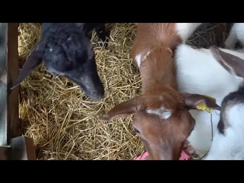 Видео: Будни на ферме. Козы опять всё поломали. Эльза родила!