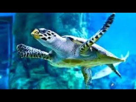 Видео: Почему древние черепахи могут исчезнуть из-за крошечных паразитов?