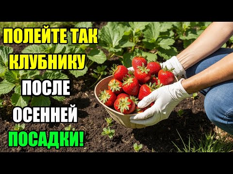 Видео: ЧТО СДЕЛАТЬ СРАЗУ ПОСЛЕ ПОСАДКИ КЛУБНИКИ, ЧТОБЫ НЕ ПОТЕРЯТЬ УРОЖАЙ!