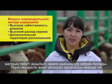Видео: Основы выращивания телят, метод холодного содержания