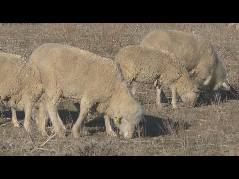 Видео: Мериносовое овцеводство возродил фермер в Туркестанской области