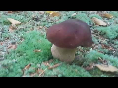 Видео: Голос Внутрішній Гласив, Щоб я з Лісу Не Спішив...