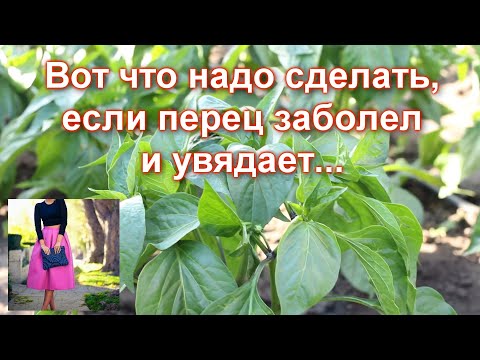 Видео: Так мало кто делает когда увядает сладкий перец. Чем полить и подкормить перцы если листья увядают