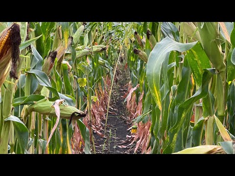 Видео: ДЕМО поле Кукурудзи 🌽Піонер Полтавська область 08.09.2022