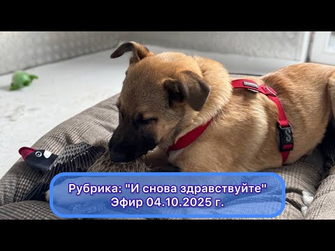 Видео: "И снова здравствуйте!" Выпуск 04.10.2025