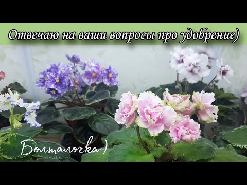Видео: ‼️БОЛТАДОЧКА‼️Отвечаю на ваши вопросы про удобрение, чем я пользуюсь. И покажу немного цветущих 🌷