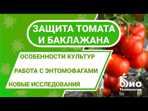 Видео: Защита томата в жарком климате. Эретмоцерус, Энкарзия и Макролофус. Защита баклажана.