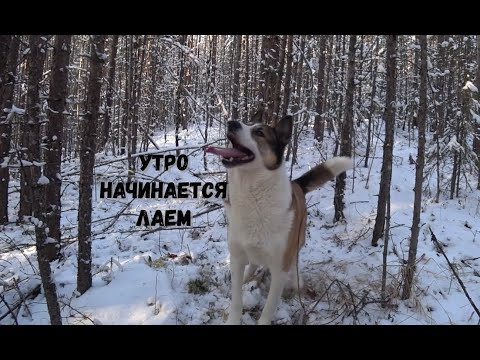 Видео: У НАС ПОСЕЛИЛАСЬ РЫСЬ. ФОТОЛОВУШКА НА ГЛУХАРЯ.