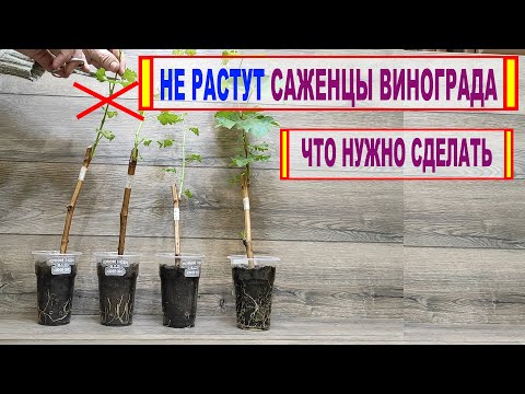 Видео: 🍇 Не растут САЖЕНЦЫ ВИНОГРАДА. Не МУДРИТЕ с ЭТОЙ ПРИЩИПКОЙ!  Самое ГЛАВНОЕ для РОСТА САЖЕНЦЕВ.