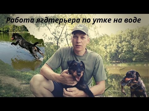 Видео: Охота с ягдтерьером, работа ягдтерьера по утке на воде(часть 2) , Fox Hunt with Jagdterrier