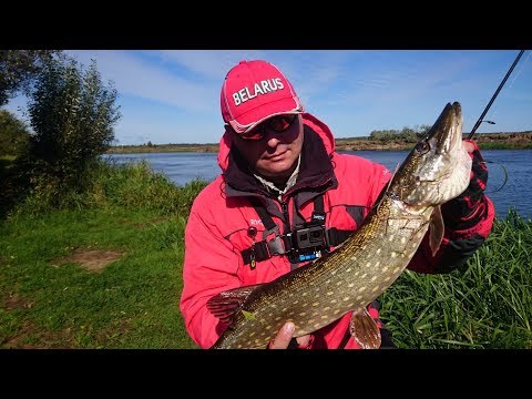 Видео: Со спиннингом на Березине  День второй  Ловим окуня и щуку на джиг 26 09 2018