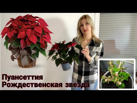 Видео: Пуансеттия / Рождественская звезда / Уход в домашних условиях