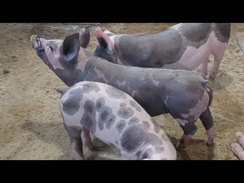 Видео: //🇺🇦Село вихідний,ціни на малих поросят//Поросята переселенці 6міс Йоркш+гепшир+альба+петрен-дюрок//