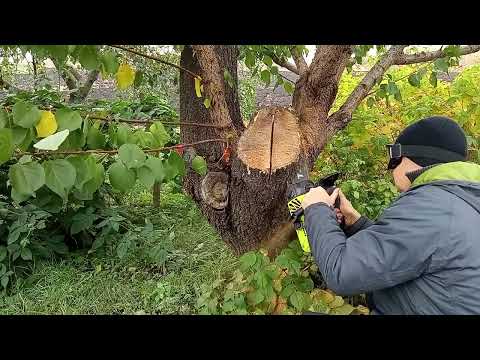 Видео: 23 октября 2025 г. Проверяю работу бензопилы,пилю старый пенёк на абрикосе.