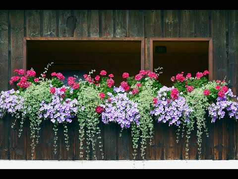 Видео: МОШКИ НА ГЕРАНИ копеечное средство от вредителей