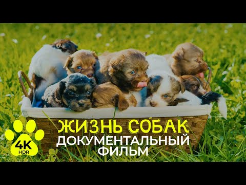 Видео: Хвостатые истории: Удивительная жизнь собак в 4K HDR | Интересные факты и популярные породы