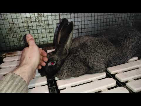 Видео: Смерть Ночки (16+)