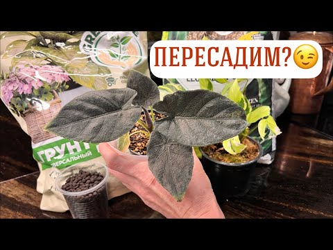 Видео: Обзор цветущих, покупка пряжи, вышивка и прочее 😘