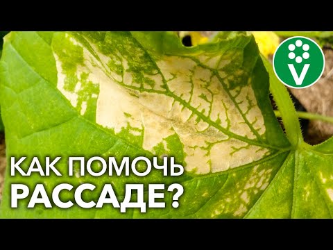 Видео: СТРАШНЫЕ БОЛЕЗНИ РАССАДЫ. Как распознать первые признаки