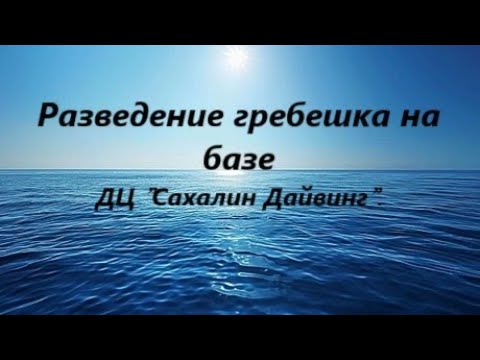 Видео: Разведение гребешка  на базе ДЦ "Сахалин Дайвинг".