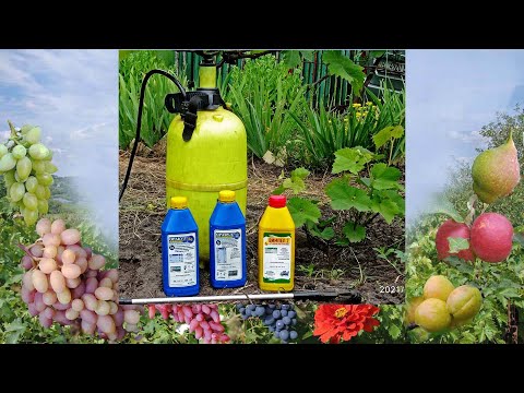 Видео: @Уход за виноградом. Схема подкормок по листу