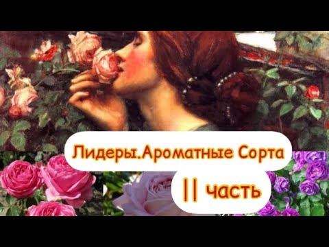 Видео: Лидеры среди Ароматных роз.II часть