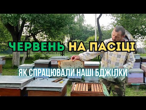 Видео: Стан пасіки на початок червня. Як спрацювали наші бджілки.