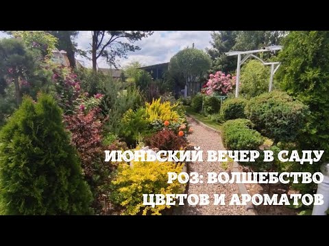 Видео: Июньский вечер в саду роз: волшебство цветов и ароматов.