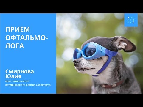 Видео: Прием ветеринарного офтальмолога