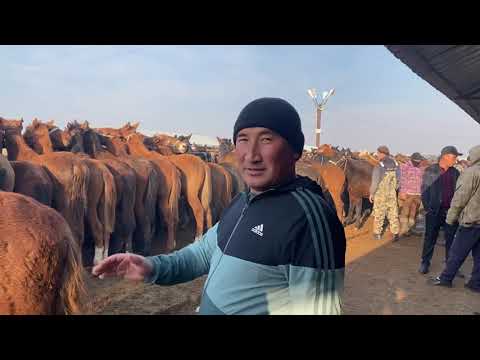Видео: Туркестан Мал Базар Жылкы Тай Бие Айғыр Байтал 9.11.2025