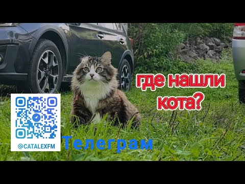 Видео: Котов находят в капусте)