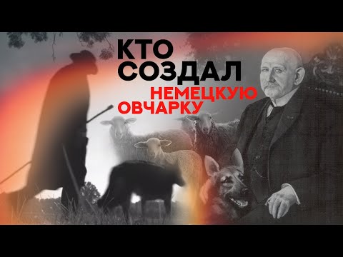 Видео: Немецкая Овчарка. Кто создал эту породу? Who created the German Shepherd?