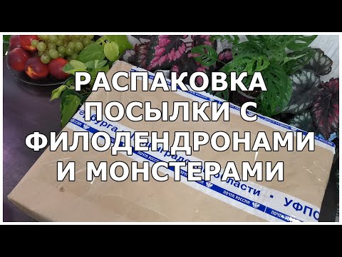 Видео: Распаковка посылки с филодендронами и монстерами