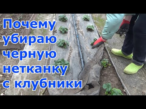 Видео: Почему я отказалась от черного спанбонда на клубнике. Первые работы весной на грядке с клубникой