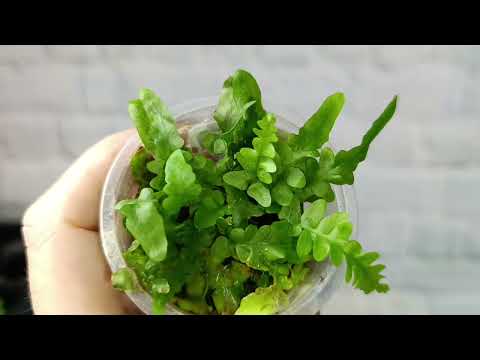 Видео: Детки бегоний и других комнатных растений на 23.09.24