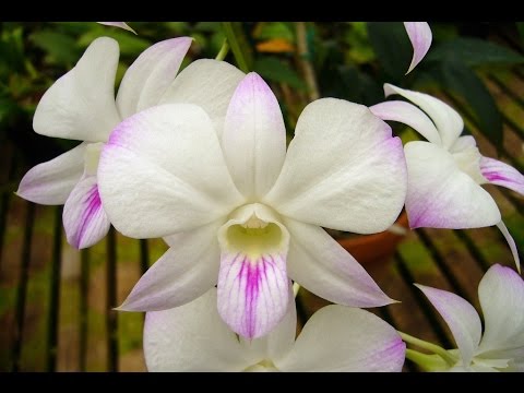 Видео: Дендрофаленопсис . Берегите старые псевдобульбы!