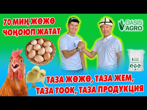 Видео: ТООКТУН жаӊы ПОРОДАЛАРЫ келди ~ ЖУМУРТКА жана ЭТ багытында багылат – Тооктун КАНЫН жаӊылагыла