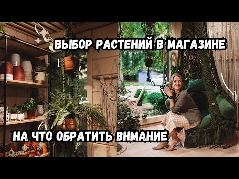Видео: Выбор растений в магазине / как не принести с собой проблемы в горшке / мои советы при выборе