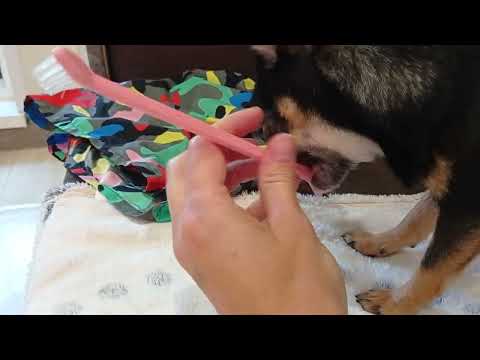 Видео: Чистка зубов у чихуахуа. Начинаем чистить зубки! 🐰🐰🐰