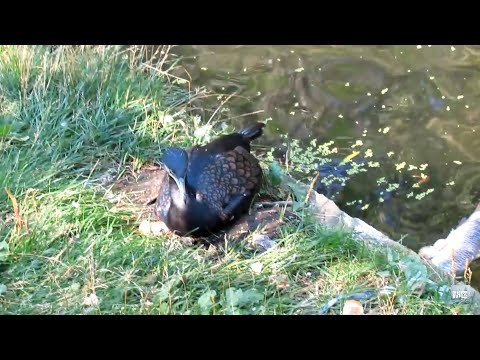 Видео: Бакланы. Напасть или птица счастья?