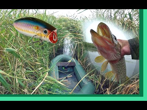 Видео: Пруд зарос - еле пробрался, а щука осталась. Осенняя рыбалка